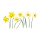 Vector Set of White and Yellow Daffodils