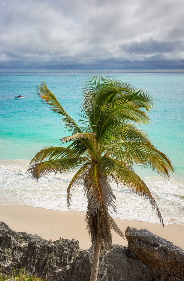 Palm tree at the tropical beach of Tulum, Yucatan Peninsula, Mexico. - Stock Photo - Images