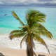 Palm tree at the tropical beach of Tulum, Yucatan Peninsula, Mexico. - PhotoDune Item for Sale
