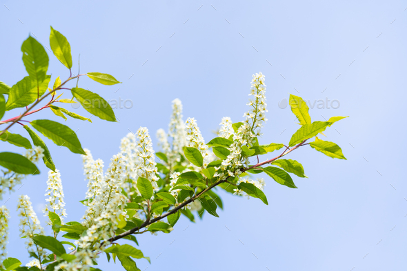 Prunus padus, known as bird cherry, hackberry, hagberry, or Mayday tree. - Stock Photo - Images