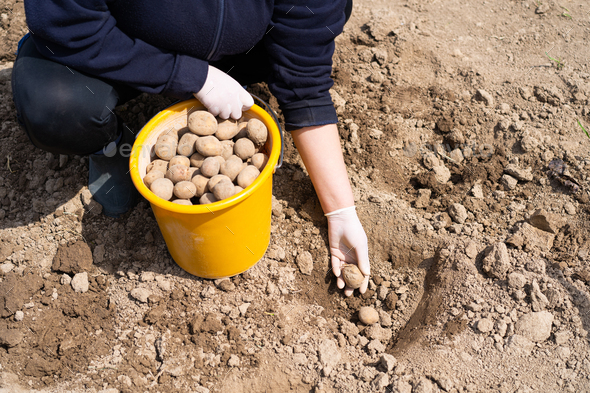 Planting potatoes in the ground. Early spring preparation for the garden season.