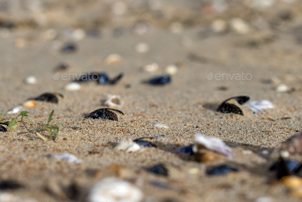 Seashells on the sand in Breskens, The Netherlands - Stock Photo - Images