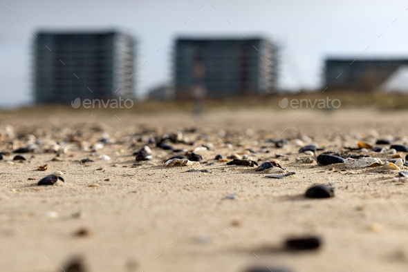 Seashells on the sand and some building in background in Breskens, The Netherlands - Stock Photo - Images