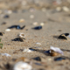 Seashells on the sand in Breskens, The Netherlands - PhotoDune Item for Sale