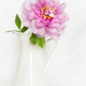 Gorgeous pink peony in a white vase - PhotoDune Item for Sale