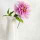 Gorgeous pink peony in a white vase - PhotoDune Item for Sale