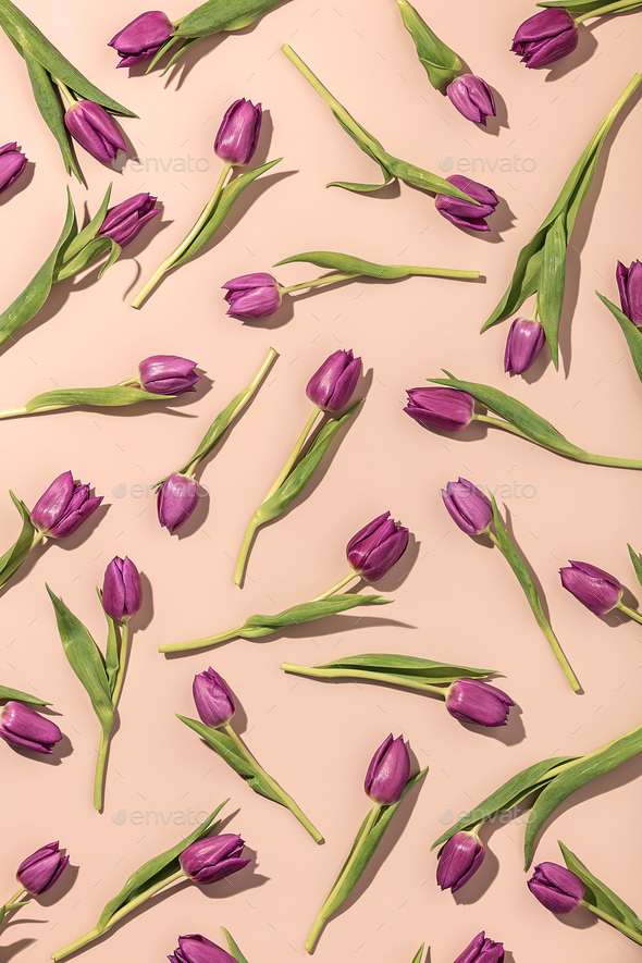 Pink tulips pattern on pink background flat lay, top view - Stock Photo - Images