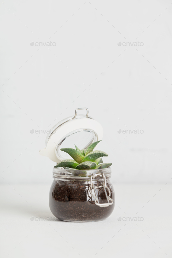 Small succulent plant in glass jar pot against white brick wall - Stock Photo - Images