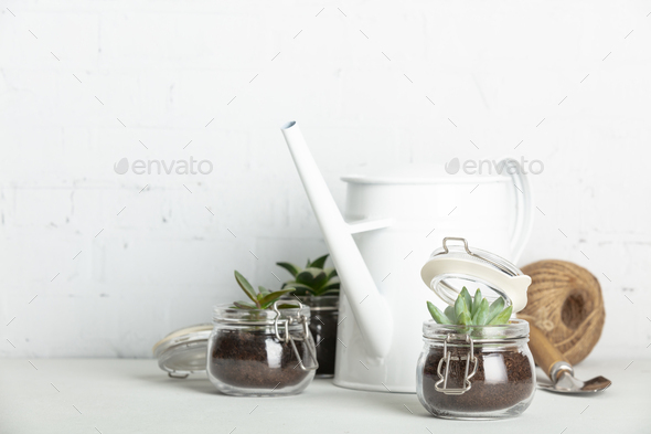 Small succulent plants in glass jar pots and garden tools against white brick wall - Stock Photo - Images