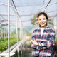 Asian woman growing lettuce vegetable in hydroponic greenhouse small business agriculture farm. Male - PhotoDune Item for Sale