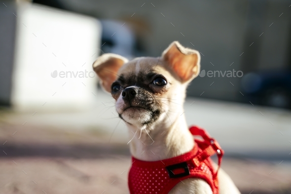 Beautiful shot of a chihuahua wearing a red harness looking at something from above