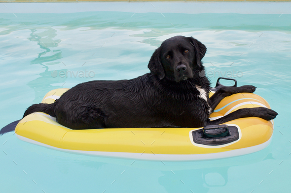 Labrador sales swimming pool