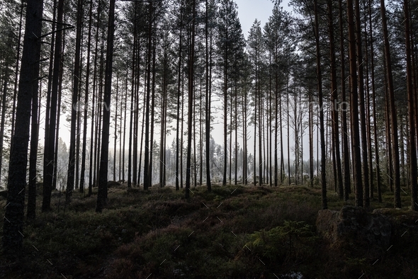 dark forest Stock-Foto