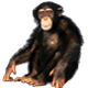 Chimpanzee 5