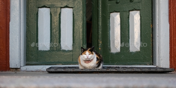 Domestic cat with an angry facial expression in front of green doors