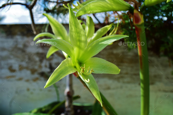 Potted cybister amaryllis evergreen flowers in a roof garden in Malta - Stock Photo - Images