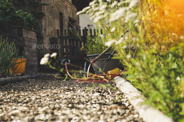 Low angle shot of the beautiful plants in the garden in the backyard of ...