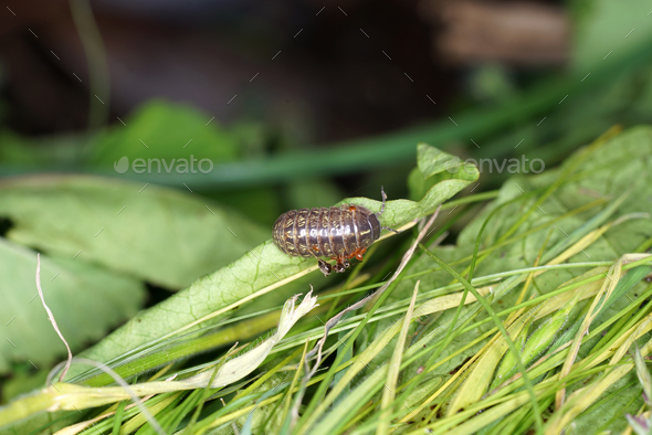 Pill bug on the grass with small insects on it