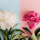Modern peonies composition on pastel blue and pink paper, flat lay - PhotoDune Item for Sale