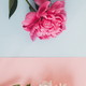 Modern peonies composition on pastel blue and pink paper, flat lay - PhotoDune Item for Sale