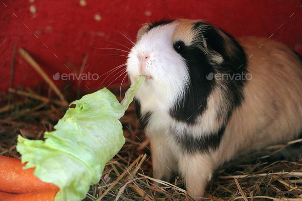 Guinea pigs hotsell eat cabbage