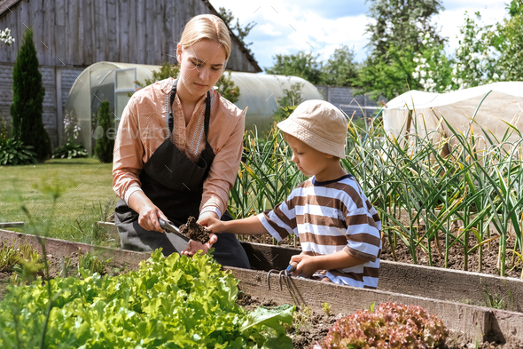 Gardening Family gardeners plant a plant in the ground.Agroculture.plants garden, farming, freelance - Stock Photo - Images