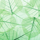 Green textured leaves - PhotoDune Item for Sale