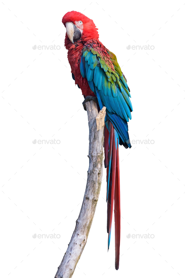Ara parrot on a branch on white background