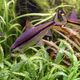 The dwarf rainbowfish (Melanotaenia praecox) in aquarium - PhotoDune Item for Sale