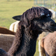 Black alpaca on the farm - PhotoDune Item for Sale
