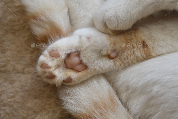 Toe Beans Cat Opening And Closing Paws Close Shot Cat Paw