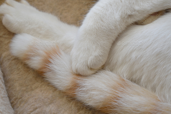 Cat paw and tail closeup.