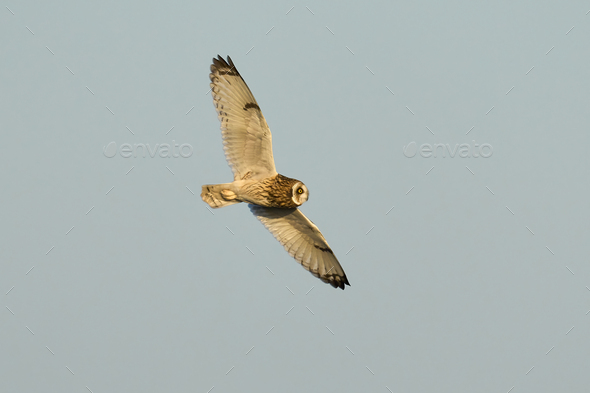 Short-eared owl (Asio flammeus) - Stock Photo - Images