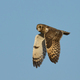 Short-eared owl (Asio flammeus) - PhotoDune Item for Sale