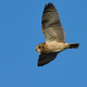 Short-eared owl (Asio flammeus) - PhotoDune Item for Sale