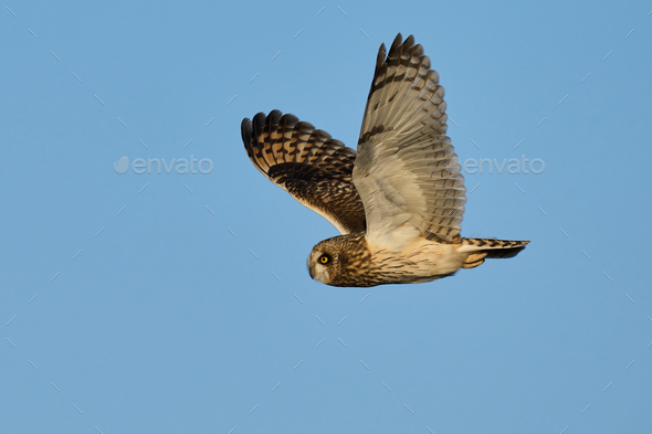Short-eared owl (Asio flammeus) - Stock Photo - Images
