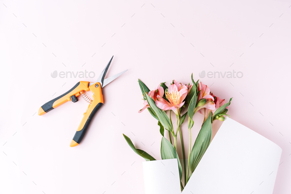 Alstroemeria in paper packaging with secateurs on a pink background - Stock Photo - Images
