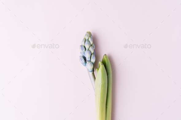 Blooming hyacinth on a pink background - Stock Photo - Images