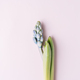 Blooming hyacinth on a pink background - PhotoDune Item for Sale