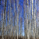 Flooded birch forest in Estonia - PhotoDune Item for Sale
