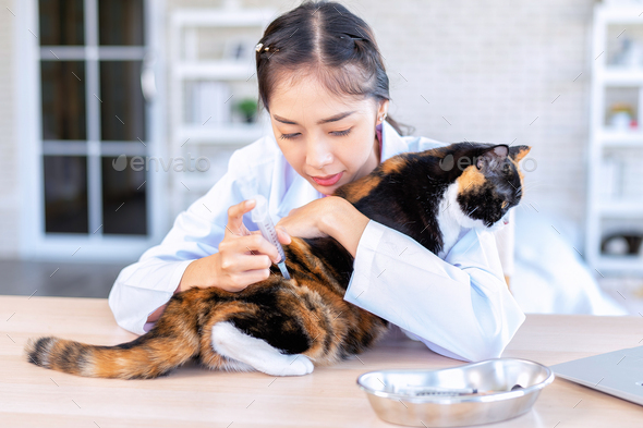 Veterinarian doctor prepare to inject vaccine to cat at clinic