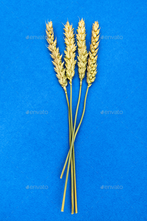 few dried spikelets on blue background - Stock Photo - Images