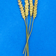few dried spikelets on blue background - PhotoDune Item for Sale