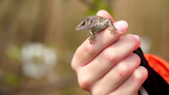 Close-up, in Children's Hands, a Beautiful Brown Lizard. Against the Backdrop of a Spring Blossoming alt