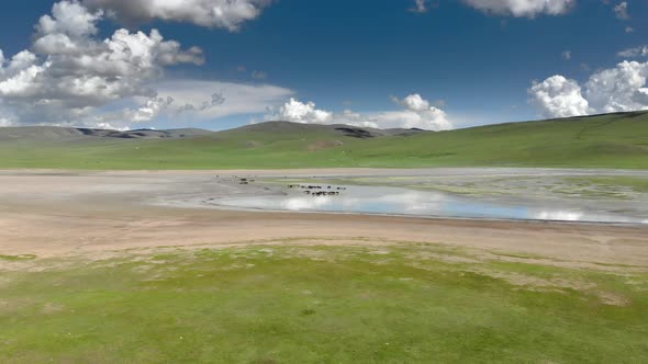 Free Herd of Animals in Natural Lake Water in Treeless Terrestrial Geography alt