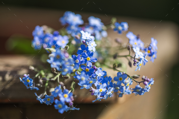 bouquet of blue flowers forget-me-nots in nature - Stock Photo - Images