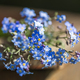 bouquet of blue flowers forget-me-nots in nature - PhotoDune Item for Sale