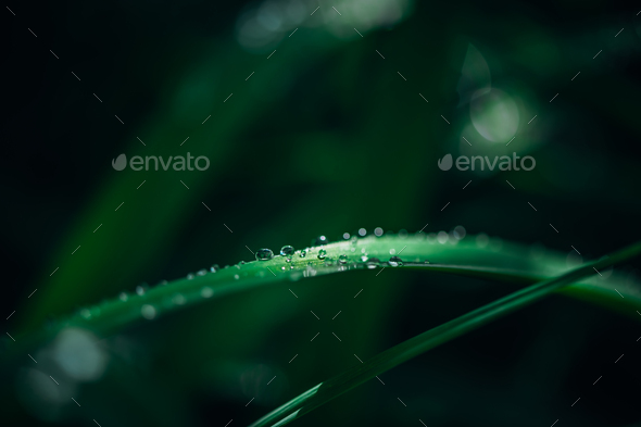 green long leaves in drops after rain - Stock Photo - Images