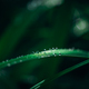 green long leaves in drops after rain - PhotoDune Item for Sale