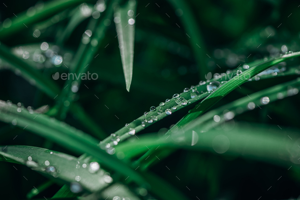 green long leaves in drops after rain - Stock Photo - Images